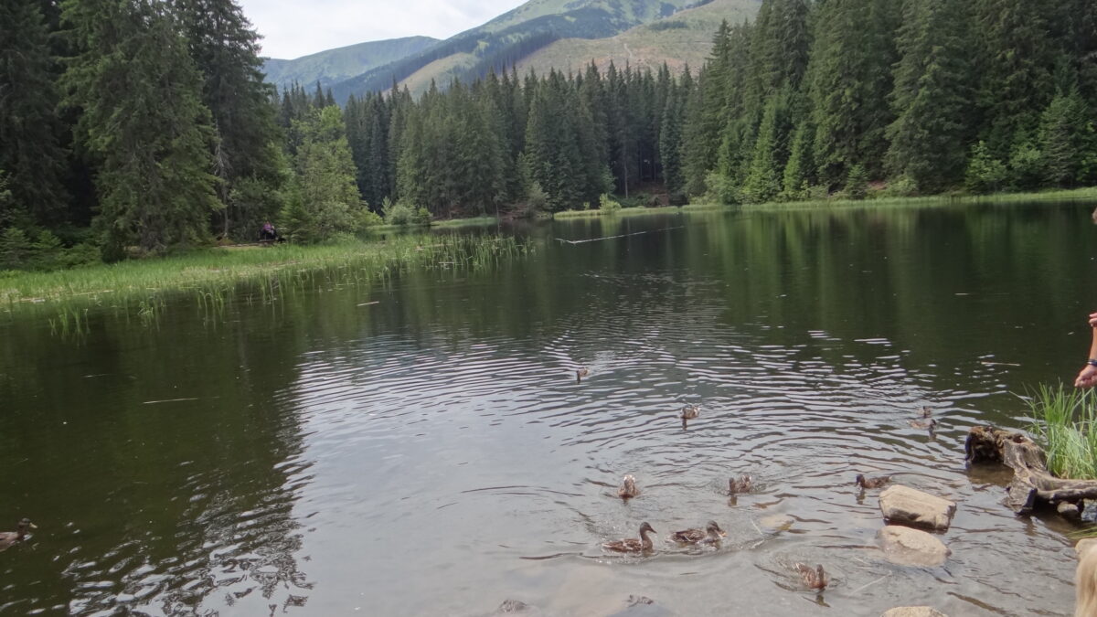 Vrbické pleso