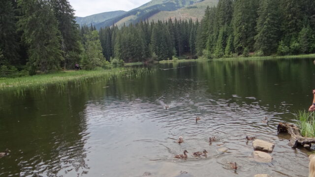 Vrbické pleso